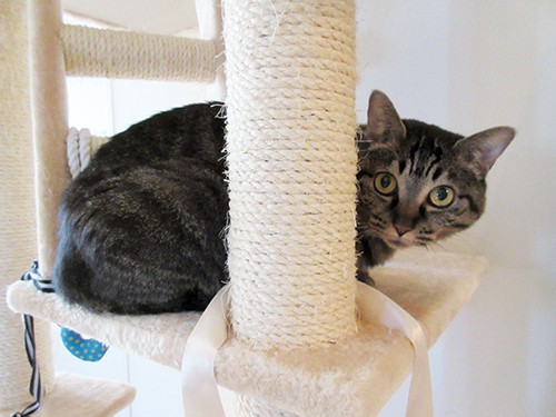 “猫のおしっこ採取”　この重要ミッション、どう達成する？