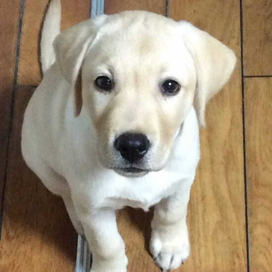 家にきたころの「ベル」