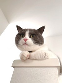 動画「どんくさモーメント」も人気のまるくん。これからも楽しい姿を見せてくださいね（提供：コテまるさん @mofu_kote）