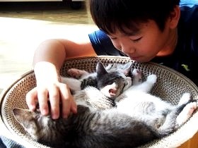 「わが家は子猫の保育園」　親子いっしょに預かりボランティア