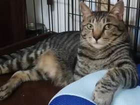 小さな子猫が１年で体重６倍、態度もでっかく　ダイエットの秋