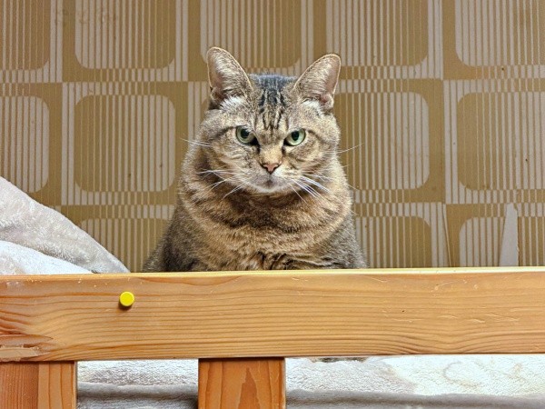 飼い主さんをじっと見つめるさくらちゃん（画像提供：どっちさん）
