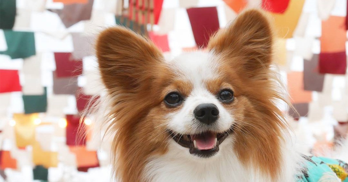 いつもニコニコ笑顔で港町をお散歩 パピヨンの「レン」 | 「犬や猫と