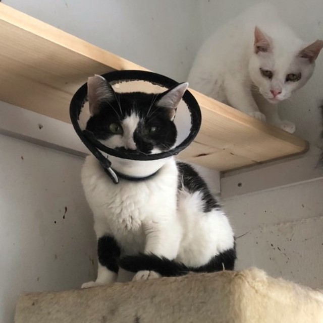 皮膚炎になった際は舐めないようエリザベスカラーが付けられました。はなちょちゃんはこれが嫌で嫌でたまらなかったみたい。ごめんね…