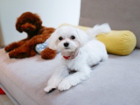 保護犬オムツーズのトイレ問題　しつけに「絶対」はないのかも