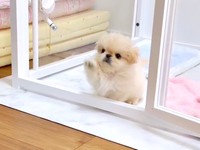 前足をちょいちょいしてドアが開いていることに気づいたわた坊くん（画像提供：ペキニーズのわた坊さん）
