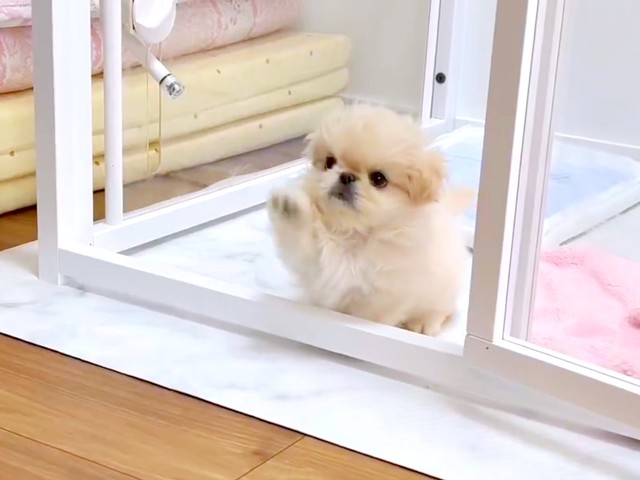 前足をちょいちょいしてドアが開いていることに気づいたわた坊くん（画像提供：ペキニーズのわた坊さん）