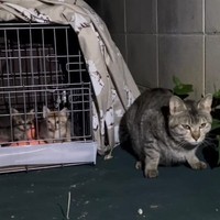 まるで子猫を守っているみたい（画像提供：MIKIMOKOさん＝画像をトリミングしています）