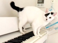 飼い主さんのピアノでオリジナル曲を奏でることもある睦月さん（画像提供：睦月さん）