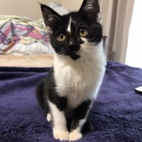 生後3カ月のクロちゃん（画像提供：ぶち猫のシロとクロさん）