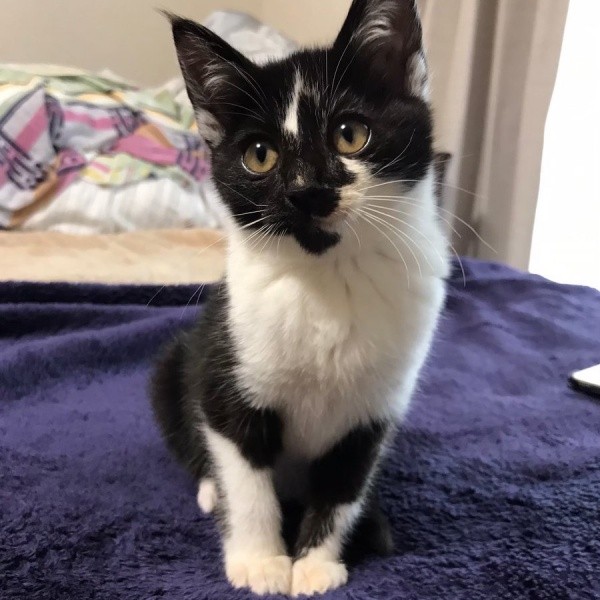 生後3カ月のクロちゃん（画像提供：ぶち猫のシロとクロさん）