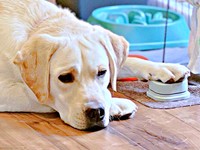 「お外、行きたい」 ボタンを押してしょんぼりするテリーくん（画像提供：テリー ラブラドールさん）