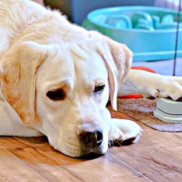 「お外、行きたい」 ボタンを押してしょんぼりするテリーくん（画像提供：テリー ラブラドールさん）