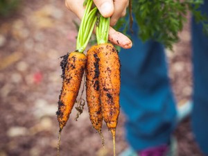 にんじんは皮を剥かずに食べる。無意識なエコが詰まった私のある一日