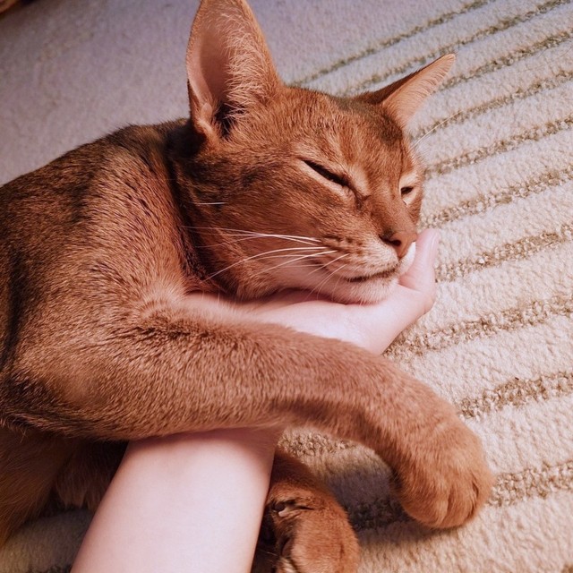 飼い主さんの手に顔を乗せて腕を抱きながら眠る猫さん（画像提供：もかんさん）