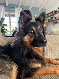 リビングでくつろぐReyちゃん（画像提供：Miniさん）