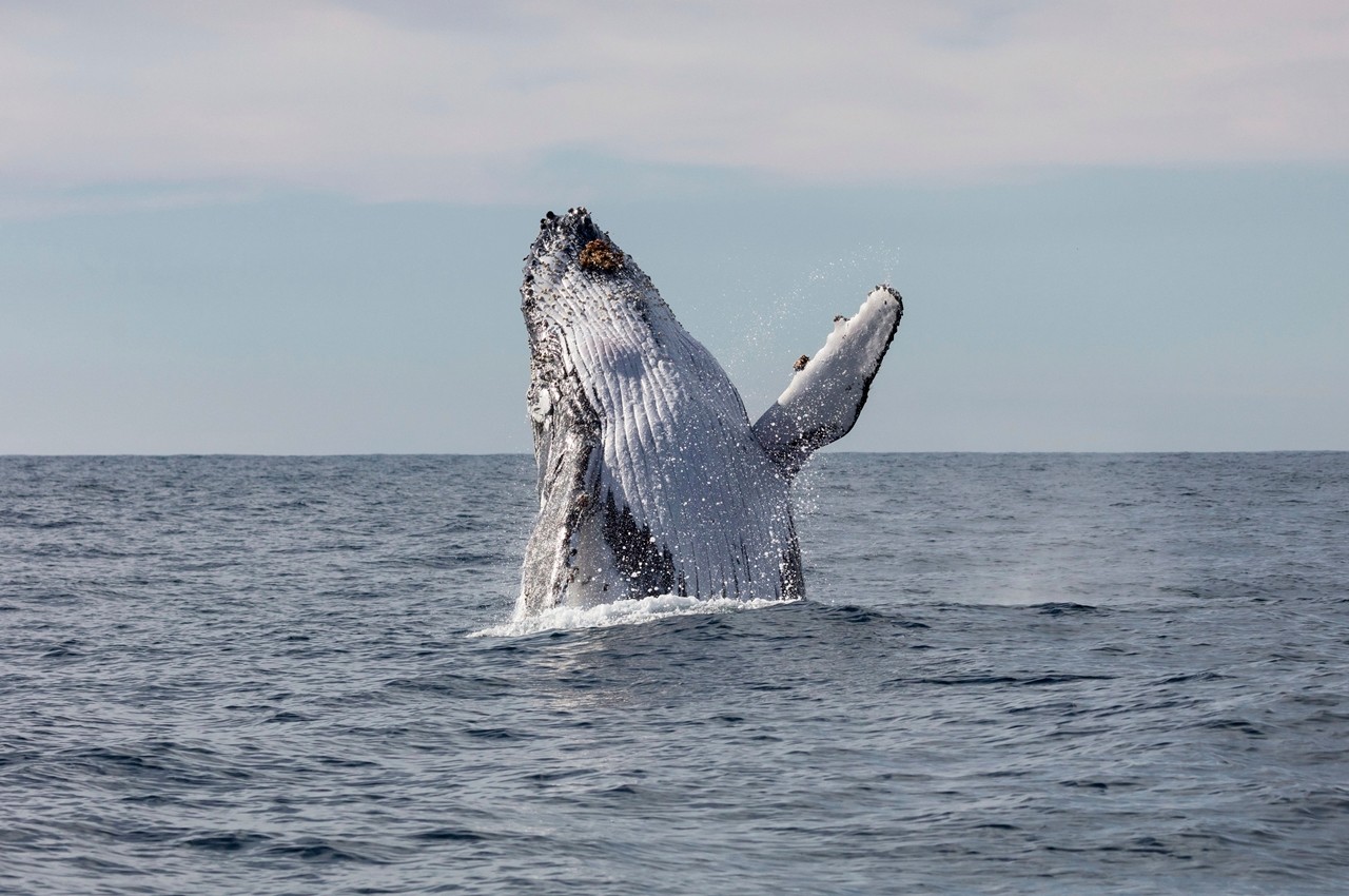 シドニーの2つのイベントで盛り上がり、 郊外の大自然に癒される:朝日新聞デジタル
