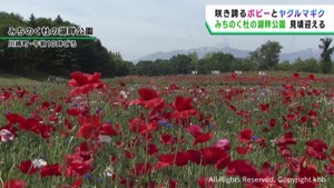 シャーレーポピーとヤグルマギクが見頃　見事な赤と青のコントラスト　宮城・川崎町