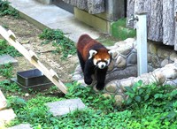 のっそりと歩く野花。