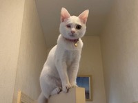 トイレ扉の上で鎮座