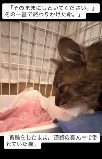 「お金がいるなら、そのままにしておいてください」と、猫の保護をお願いした近隣の人から言われたという（「小さな命を守る会 hug」さん提供、Instagramよりキャプチャ撮影）