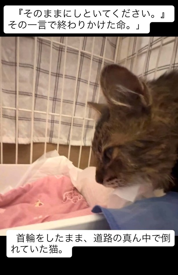 「お金がいるなら、そのままにしておいてください」と、猫の保護をお願いした近隣の人から言われたという（「小さな命を守る会 hug」さん提供、Instagramよりキャプチャ撮影）