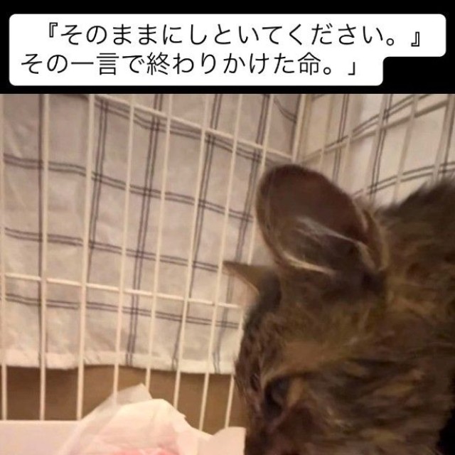 「お金がいるなら、そのままにしておいてください」と、猫の保護をお願いした近隣の人から言われたという（「小さな命を守る会 hug」さん提供、Instagramよりキャプチャ撮影）