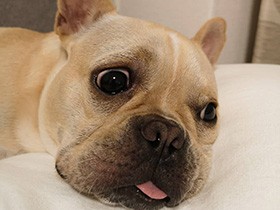 大好きなかけっこをするときは、舌しまおうね　フレブル「もも」