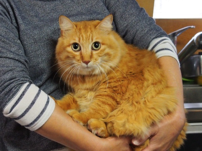 お母さんに抱っこされるまさはる。お客さんは苦手なので、固まっている。