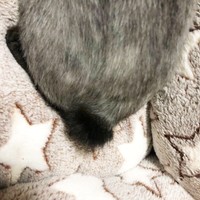 カビ治療のため毛を刈られていた小梅ちゃん（画像提供：千代蔵さん）