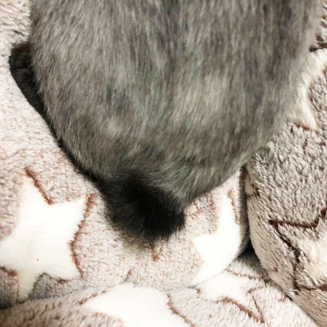 カビ治療のため毛を刈られていた小梅ちゃん（画像提供：千代蔵さん）