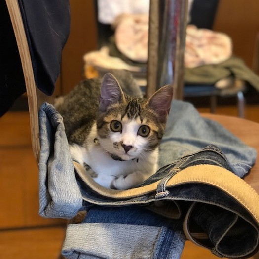 ジーンズの上でポーズ！