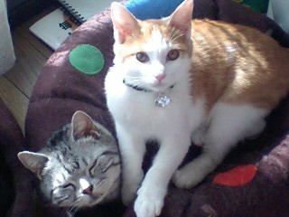 「重い重い重い！！」　お気に入りの猫ベッドでくつろぐクリスの上にどっかり座る梵。今から14年前、やんちゃな末っ子時代です。