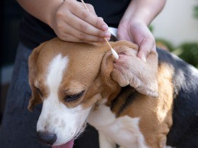 梅雨時に増える犬の外耳炎　夏に悪化して手術に至ることも！その前に気づいて