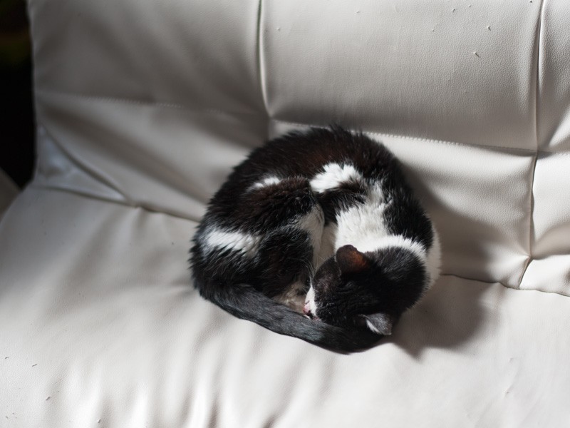 「お父さんのためにソファー暖めているんだ」（小林写函撮影）