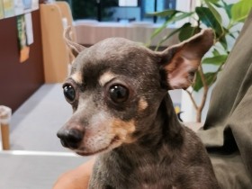 家族に自然と溶け込む元保護犬たちの幸せな姿　保護犬をひとつの選択肢に