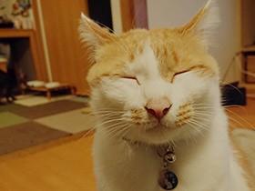 ぽっちゃり猫の「茶太郎」、春の陽気にうとうと