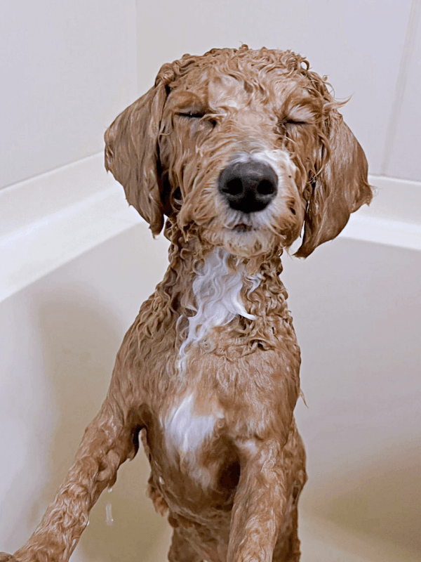 口元だけでは終わらなかった！ 丸洗いになったたむくん（画像提供：たむさん）