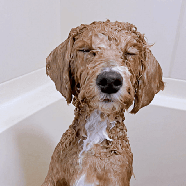 口元だけでは終わらなかった！ 丸洗いになったたむくん（画像提供：たむさん）