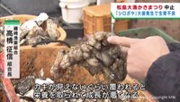 ホヤの一種シロボヤが原因　宮城・松島町でカキの生産量が激減　恒例かきまつりが中止に