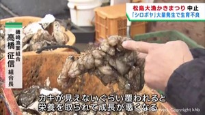 ホヤの一種シロボヤが原因　宮城・松島町でカキの生産量が激減　恒例かきまつりが中止に