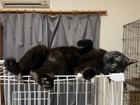 ケージの上はエアコンの風をいい感じに堪能できるのかな？（画像提供：縦横幅さん）