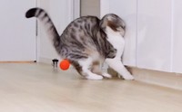 ボール遊びをしていた猫ちゃんがはしゃぎ過ぎて壁に激突した瞬間の写真が面白過ぎるとTwitterで話題に（提供写真）