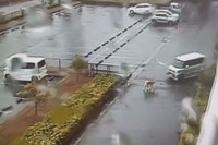 防犯カメラに映る秋田犬