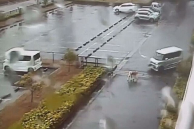 防犯カメラに映る秋田犬