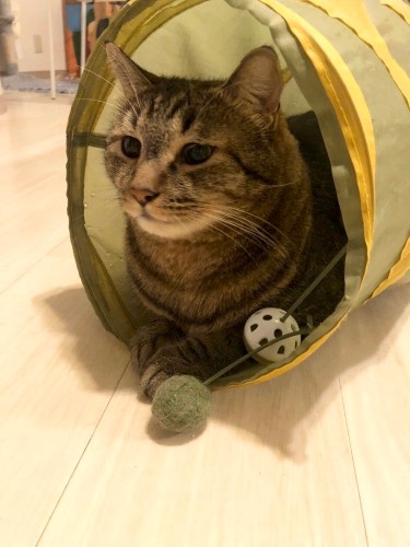 遊んでいても、体が大きいためすぐに休んでしまう（チャオコさん提供）