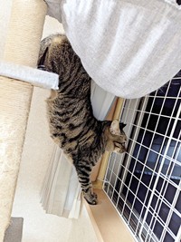 独特なポーズで窓の外を眺める紬ちゃん（画像提供：つばきさん）