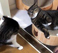 あずきちゃんとにぃたんがジャレ愛けんか