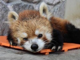 国内最高齢レッサーパンダ「宝宝」２３歳　「人間なら１００歳」