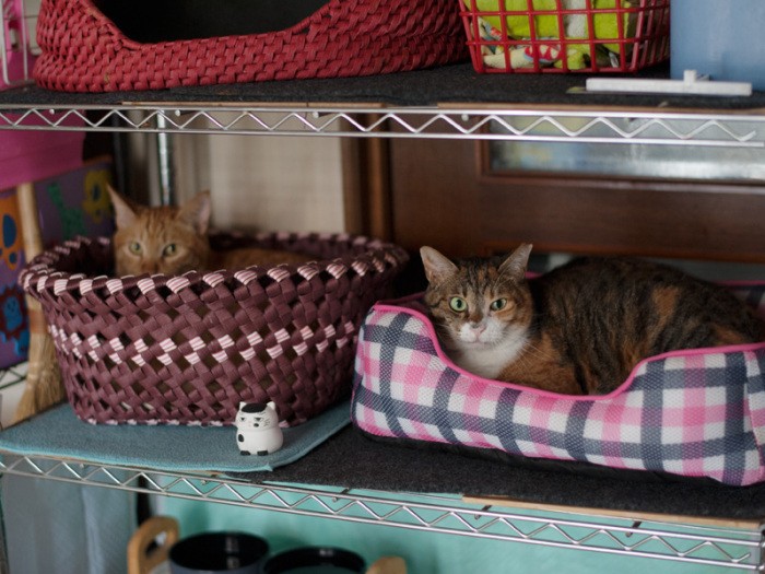 「あれ、おじさんまた来たの。ご苦労様」（小林写函撮影）